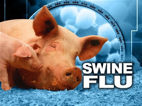 swine flu symptoms and treatment
